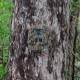 RECONYX - MASQUE - CAMBUSH TRAIL CAMERA GHILLIE SUIT